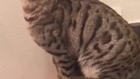 top 3# funnest #video @for# cat# lover