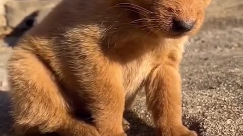 Cute