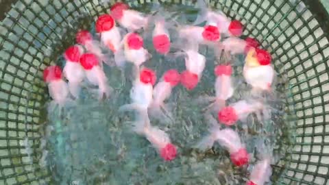 Best quality goldfish collection at goldfish farm-5