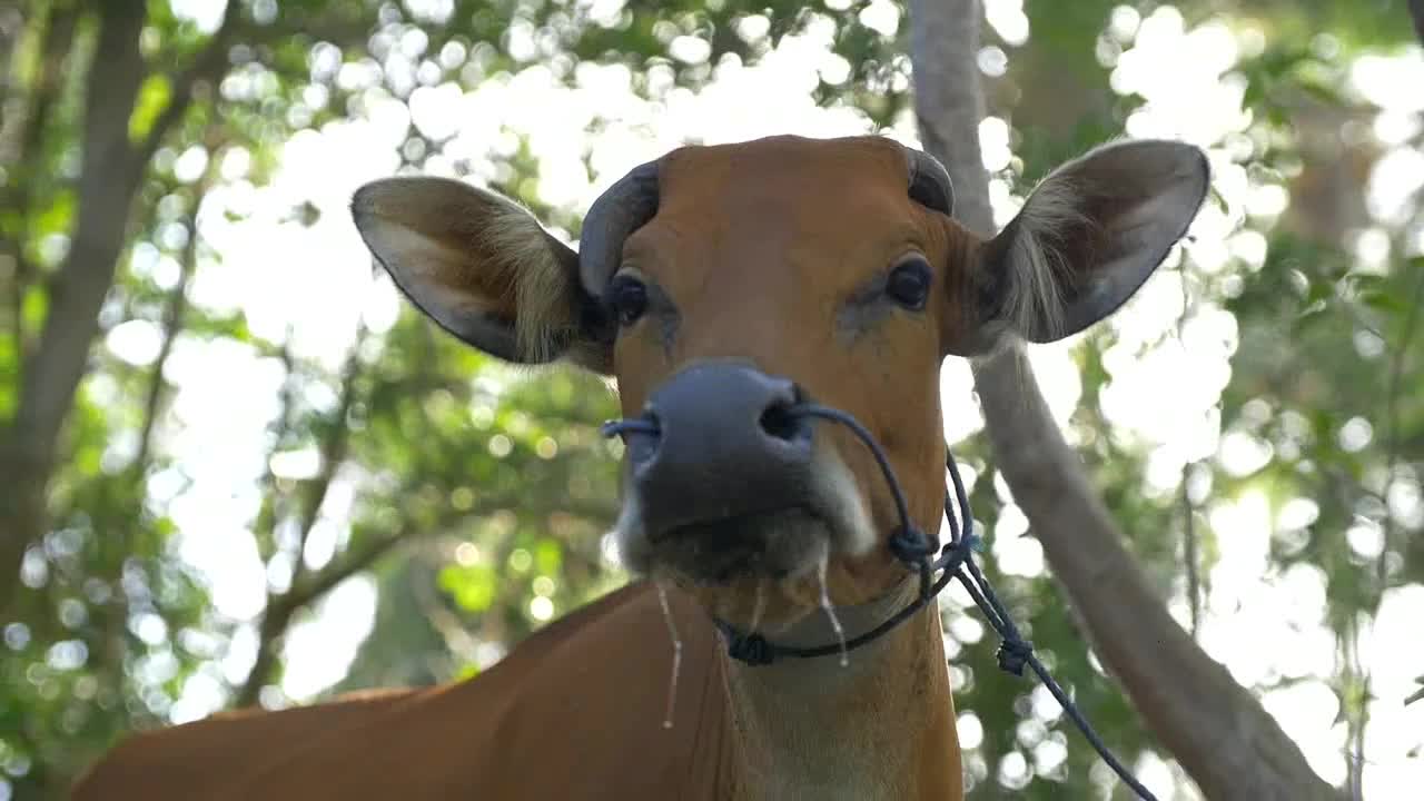 Close Up of A Cow Grazing