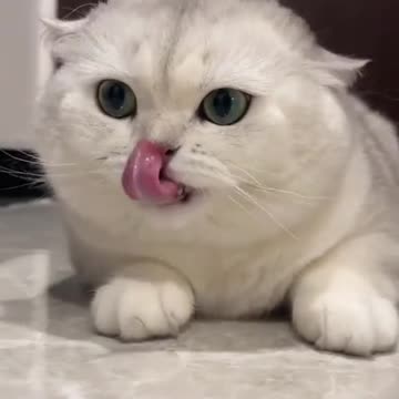 Cute cat 🐈😺