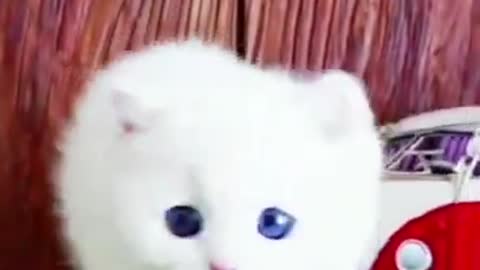 Cute cat