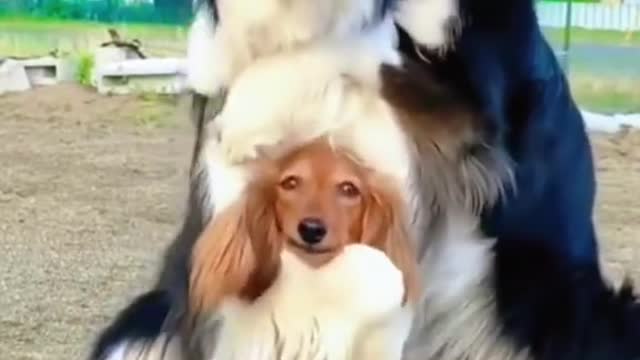They were found guilty of causing unnecessary suffering to animals.