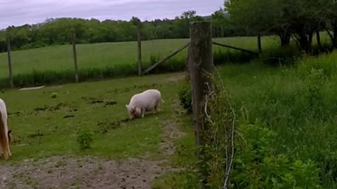 Deer makes beautiful leap over high fence to join farm animals