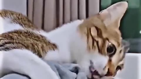 The Funniest Animal Antics Ever Caught on Camera!