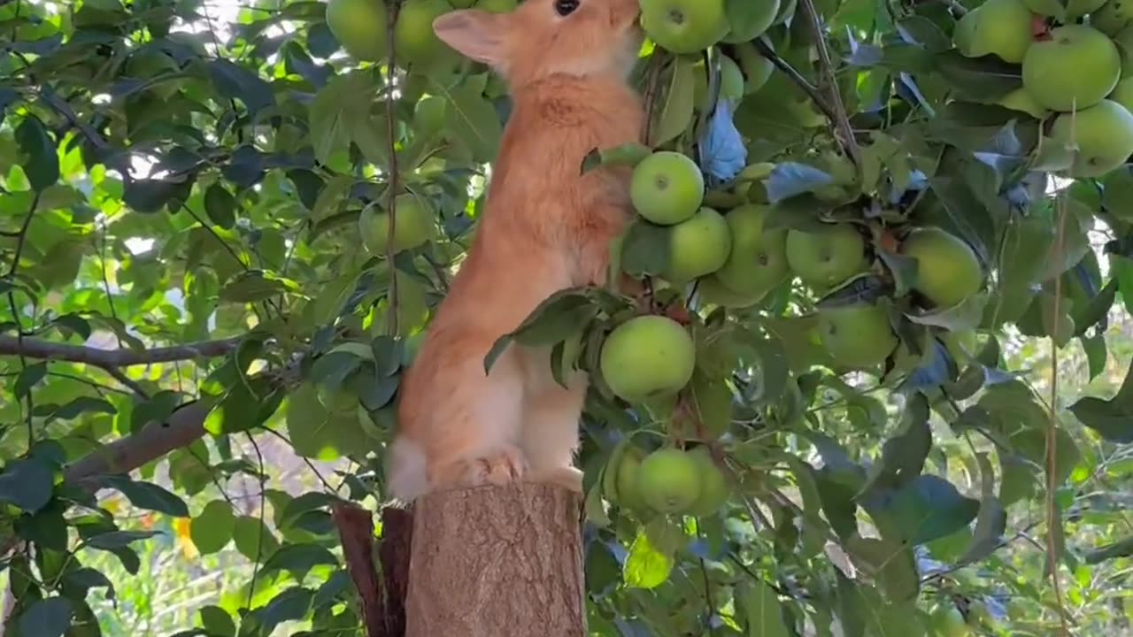 The little bunny eats apples in the orchard