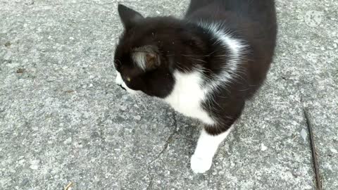 Cute and friendly Cat in Pompei, Italy ( best tour place in italy )