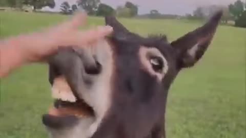 Protective Donkey Won’t Allow Lady to Go Near the Fire