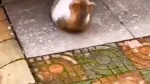 FANNY CAT