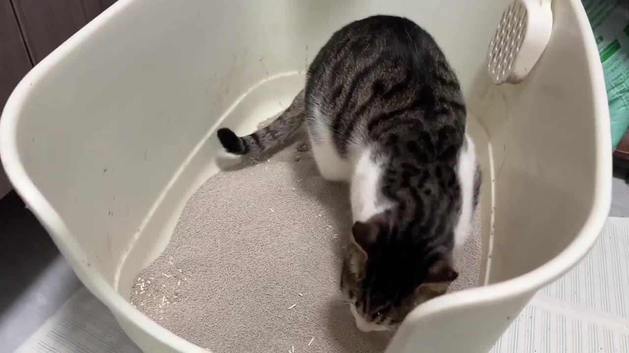 Three cats agreed to go to the toilet together
