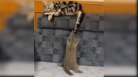 Cute and funny cats