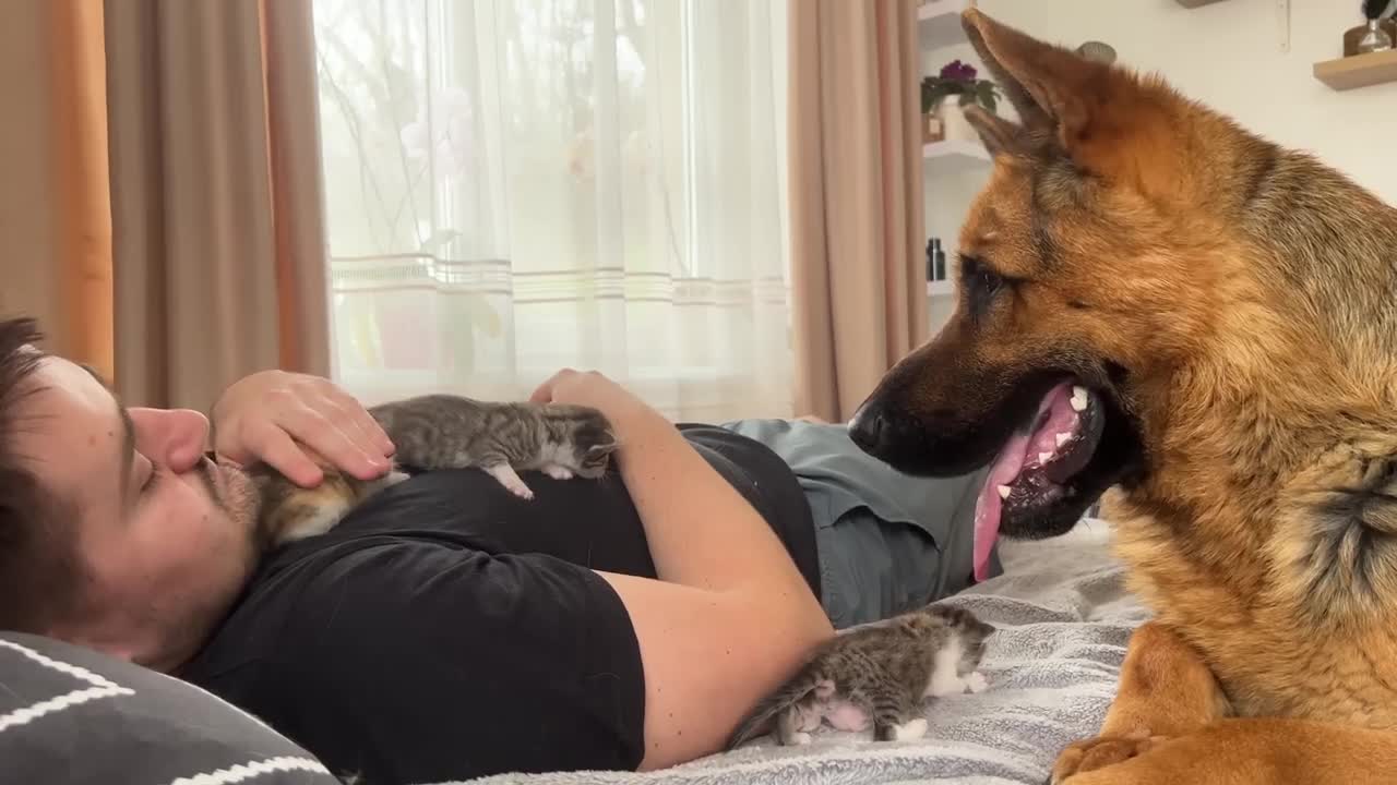 German Shepherd Confused by Tiny Kittens on Human Dad's Chest