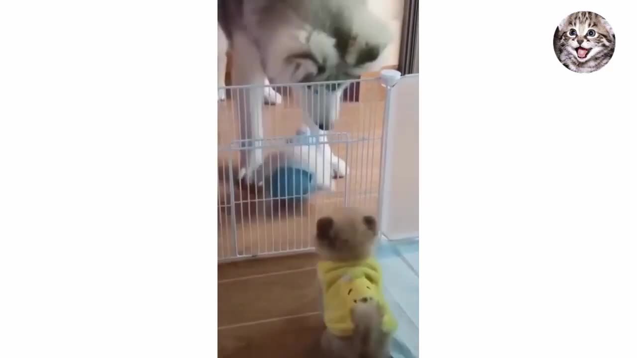 new funny cat video