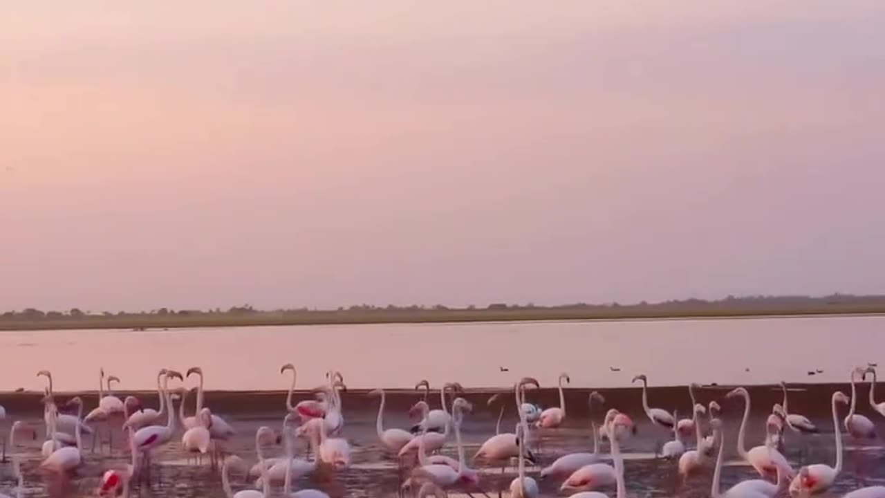 Birds in Beach at evening.