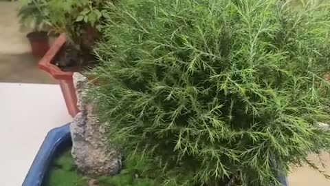 Pine balls growing in pots