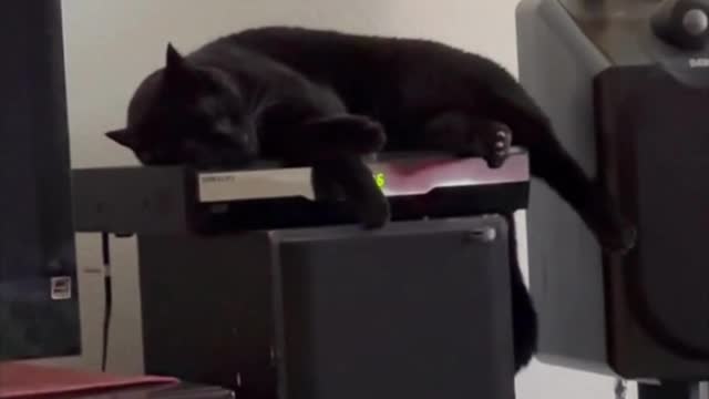 Adopting a Cat from a Shelter Vlog - Precious Piper Looks So Comfortable on the Cable Box #shorts