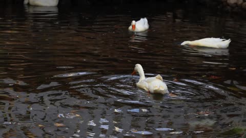 A Ducks on the Water
