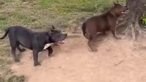 When your dog is more funnier than you.