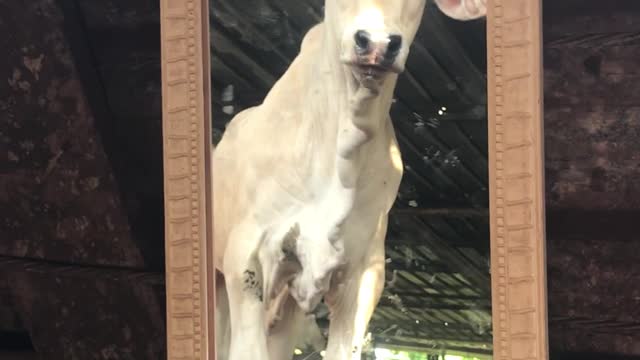 Cute Calves Reacting to Themselves in a Mirror