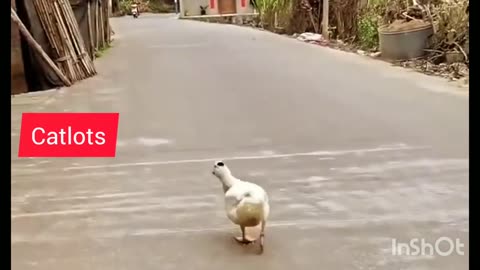 #Catwalk by Funny Duck 🦆#Funny Duck #shorts #best #viral