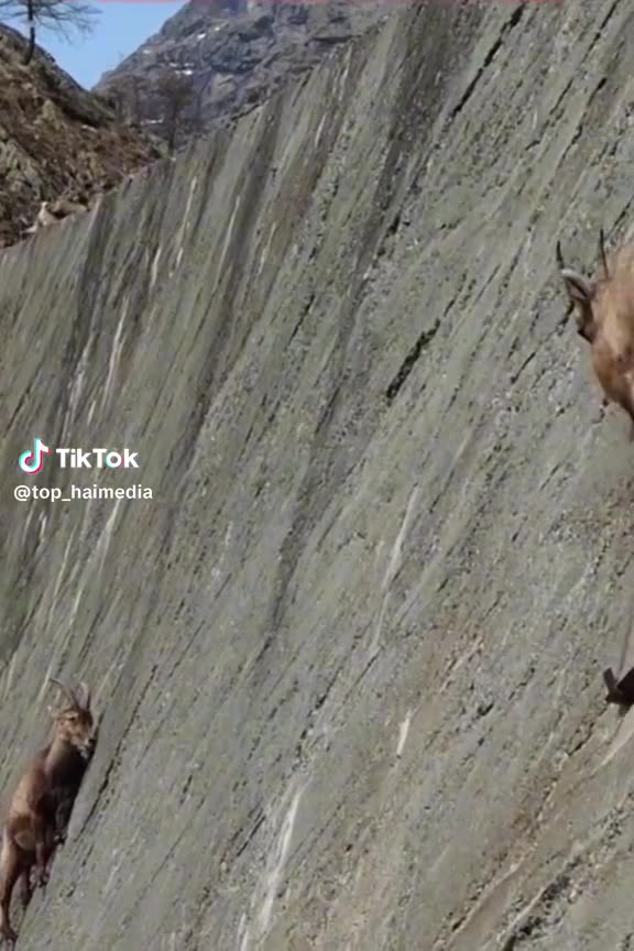 Goats on the mountain