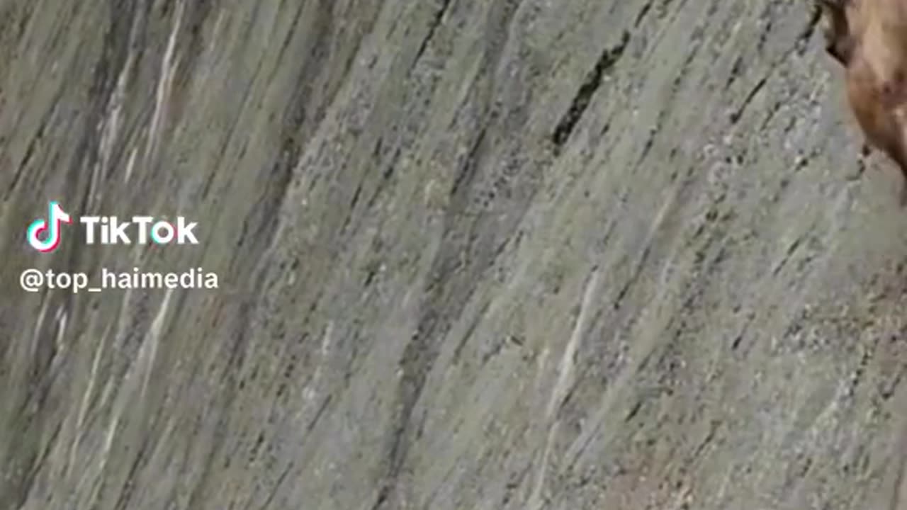 Goats on the mountain