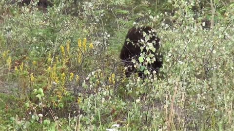 The bear 13