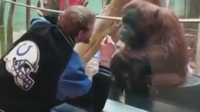 MAN IS KISSING THE CHIMPANZEE IN THE PARK 🏞 || SEE HOW CHIMPANZEE REACTS