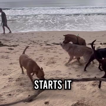 Dog Fight at the Beach