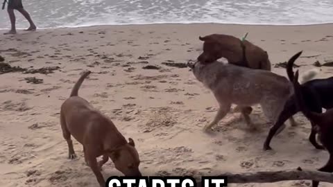 Dog Fight at the Beach