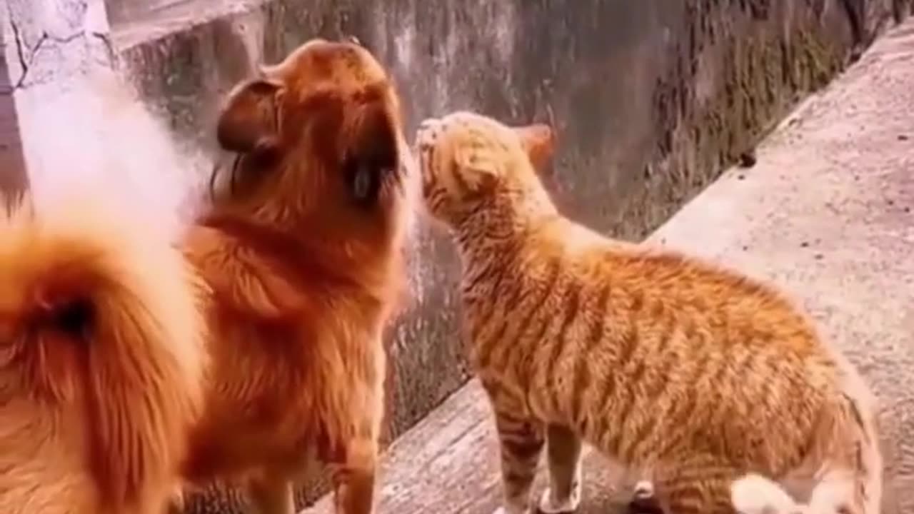 Funniest animals 2023 🐱In tiktok 😂 Funny and Fails Pets Video #10