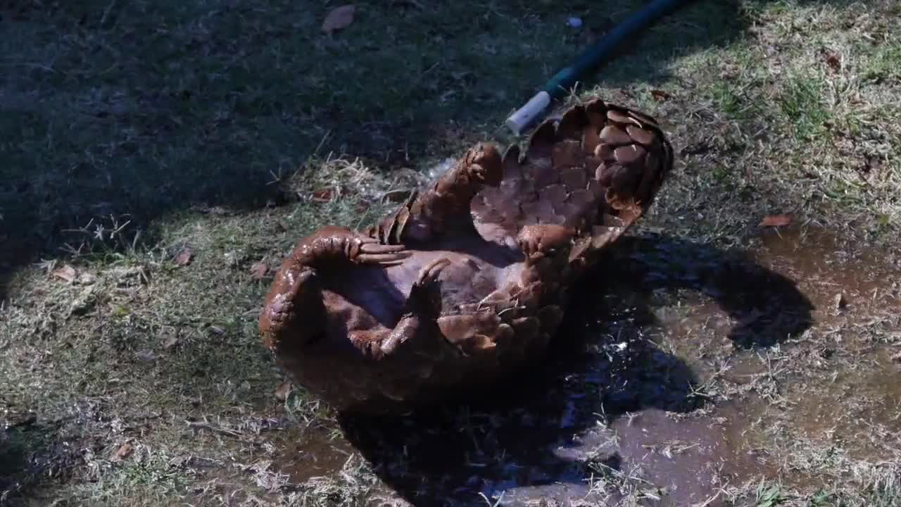 Pangolin bath