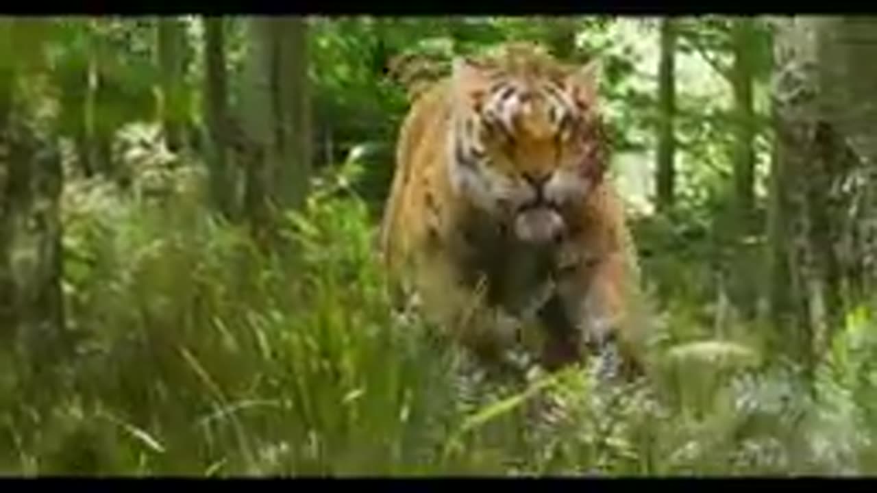 Jr._NTR_Entry_Scene___RRR__Hindi____Ram_Charan,_Ajay_Devgn,_Alia_Bhatt___S.S._Rajamouli(144p)