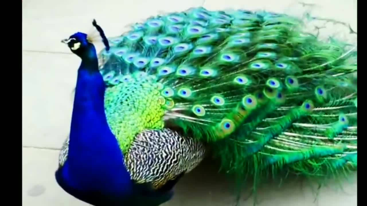 Peacock in all its beauty