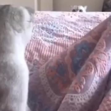 y #cats #shorts #short #shortvideo #shortsvideo #shortsfeed #ytshorts