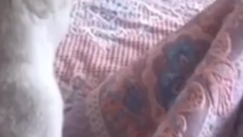 y #cats #shorts #short #shortvideo #shortsvideo #shortsfeed #ytshorts