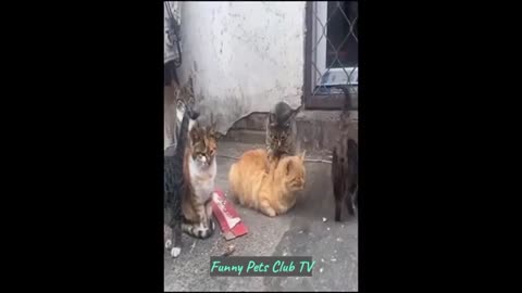 funny animal videos 2024/ funny dog videos and cats