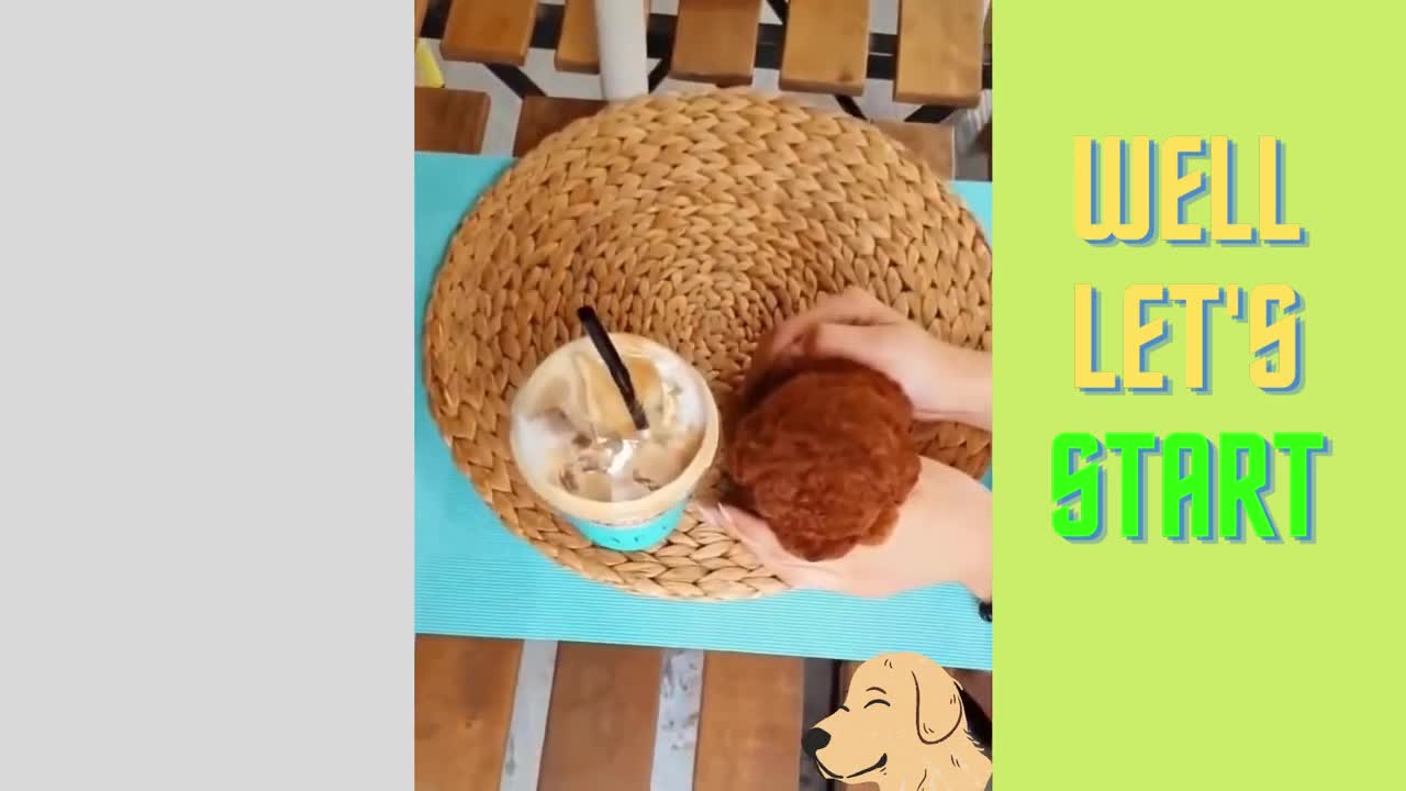 funny and cute animal videos ,cute cats videos , lovely cat, dog and cat mix