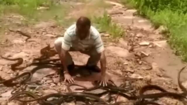 snake lord