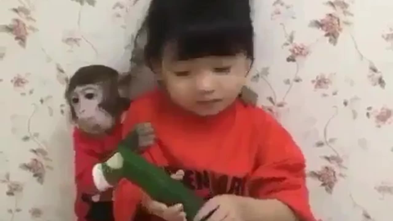 Funny monkey