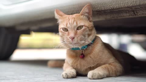 Lazy cat sleeping under the car