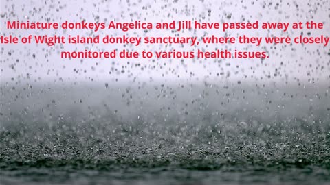 Wet Leg's Isle of Wight donkeys die after illness