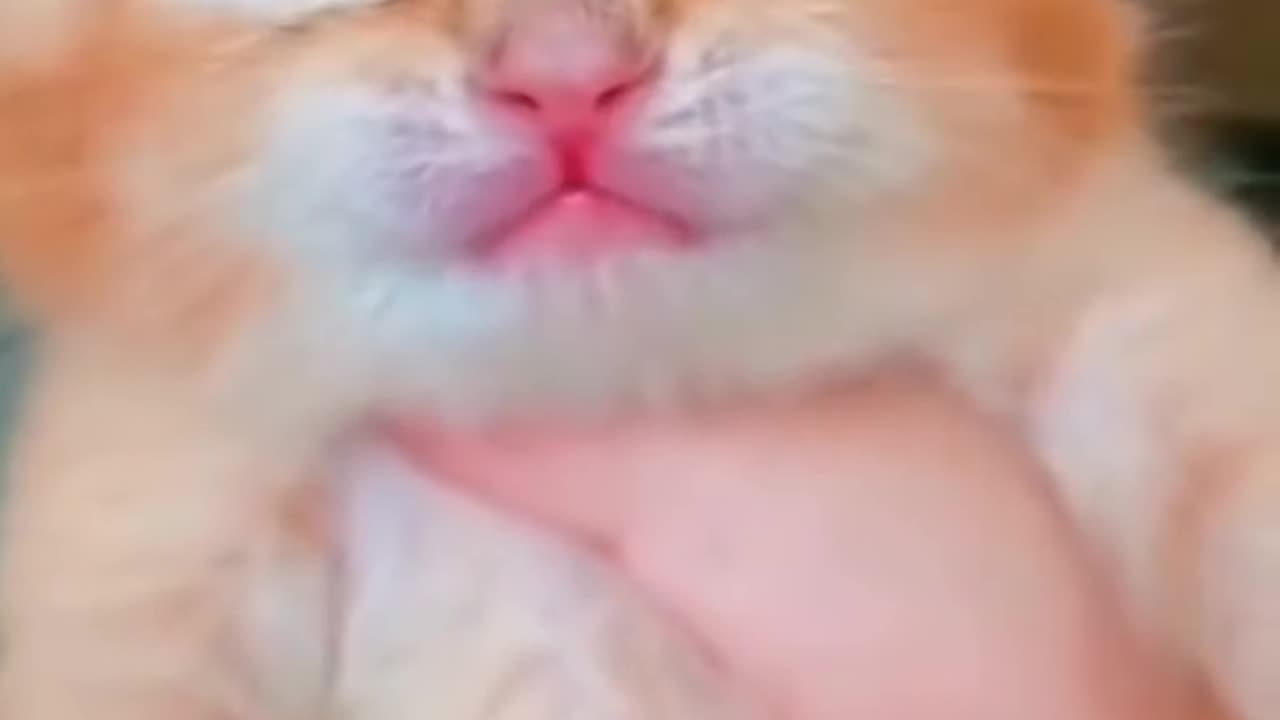 funny cat