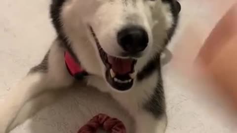 Husky