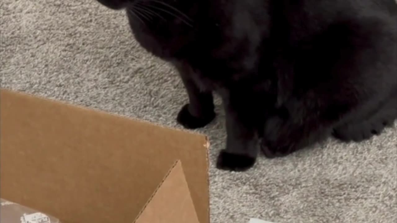 Adopting a Cat from a Shelter Vlog - Cute Precious Piper Guards the Office Shipping Supplies #shorts