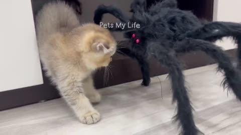 New Funny Animals 2023 😍😁 Funniest Cats and Dogs Videos 😹🐶