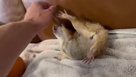 Capybara vs Piglet (Quandale Dingle Dies)10