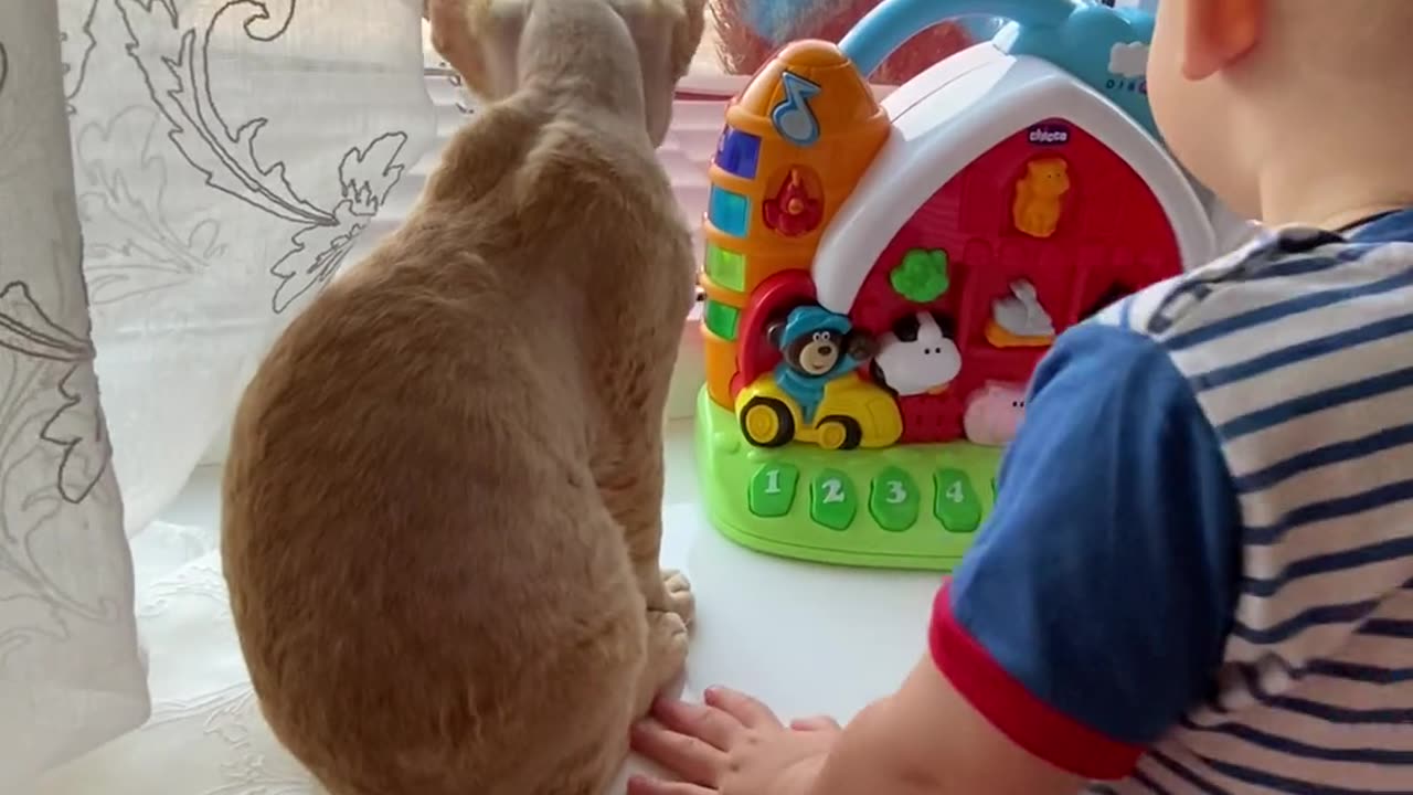 Cute cat playing with my baby