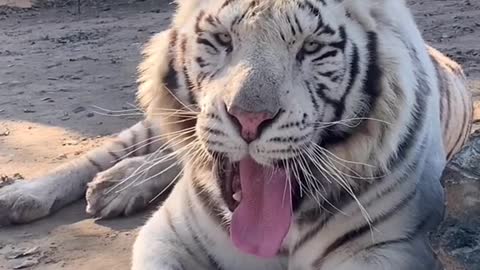 A tiger who is not angry