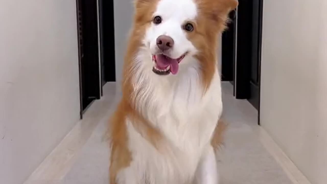 Funny dog dance